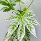 Bilde av Fatsia japonica ‘Spider Web’ 16 cm potte-Spanne Plantesalg