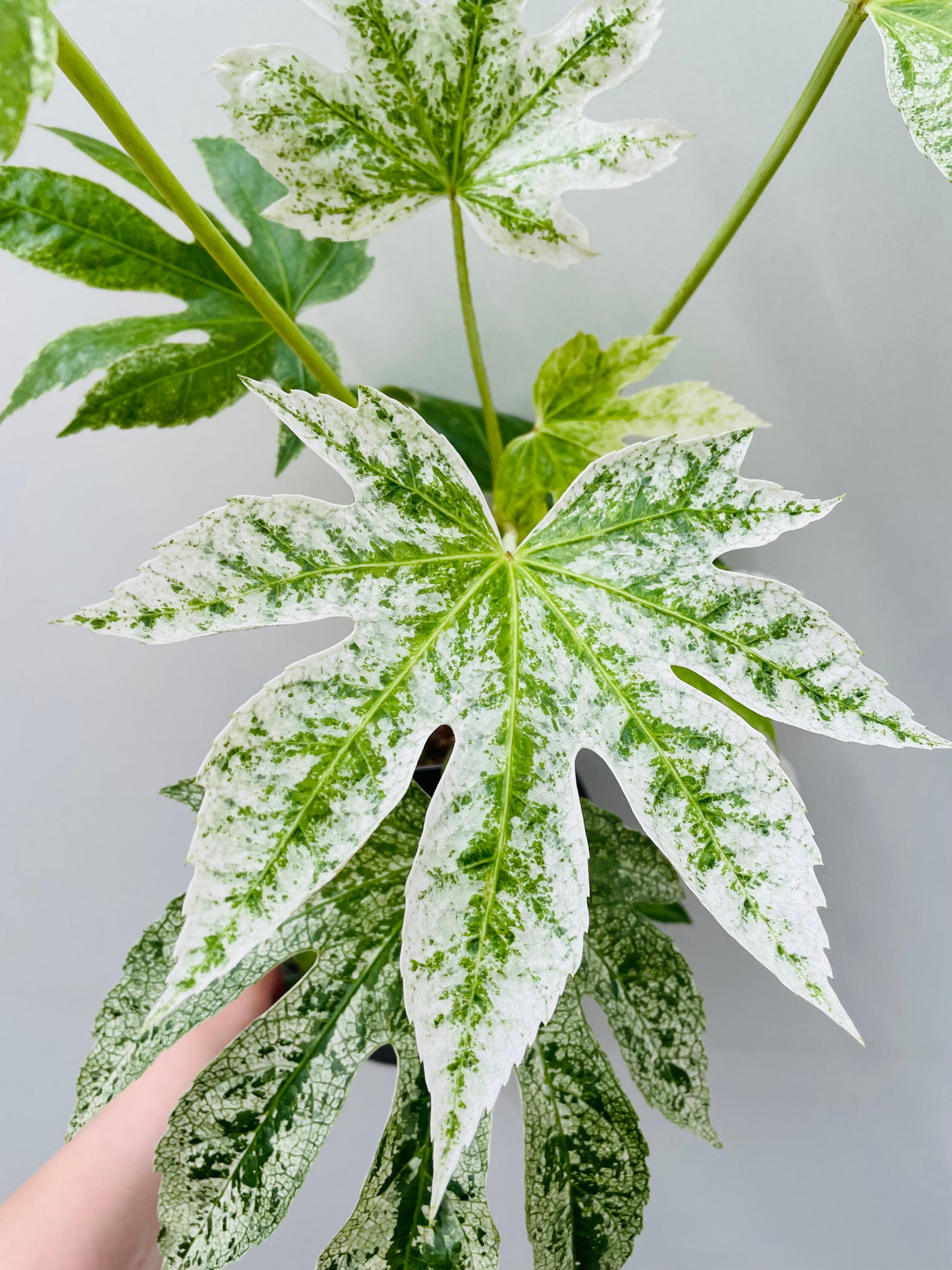 Bilde av Fatsia japonica ‘Spider Web’ 16 cm potte-Spanne Plantesalg