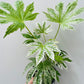 Bilde av Fatsia japonica ‘Spider Web’ 16 cm potte-Spanne Plantesalg