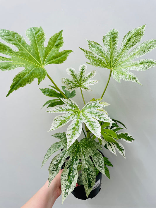 Bilde av Fatsia japonica ‘Spider Web’ 16 cm potte-Spanne Plantesalg