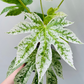 Bilde av Fatsia japonica ‘Spider Web’ 16 cm potte-Spanne Plantesalg