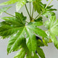 Bilde av Fatsia japonica variegata-Spanne Plantesalg