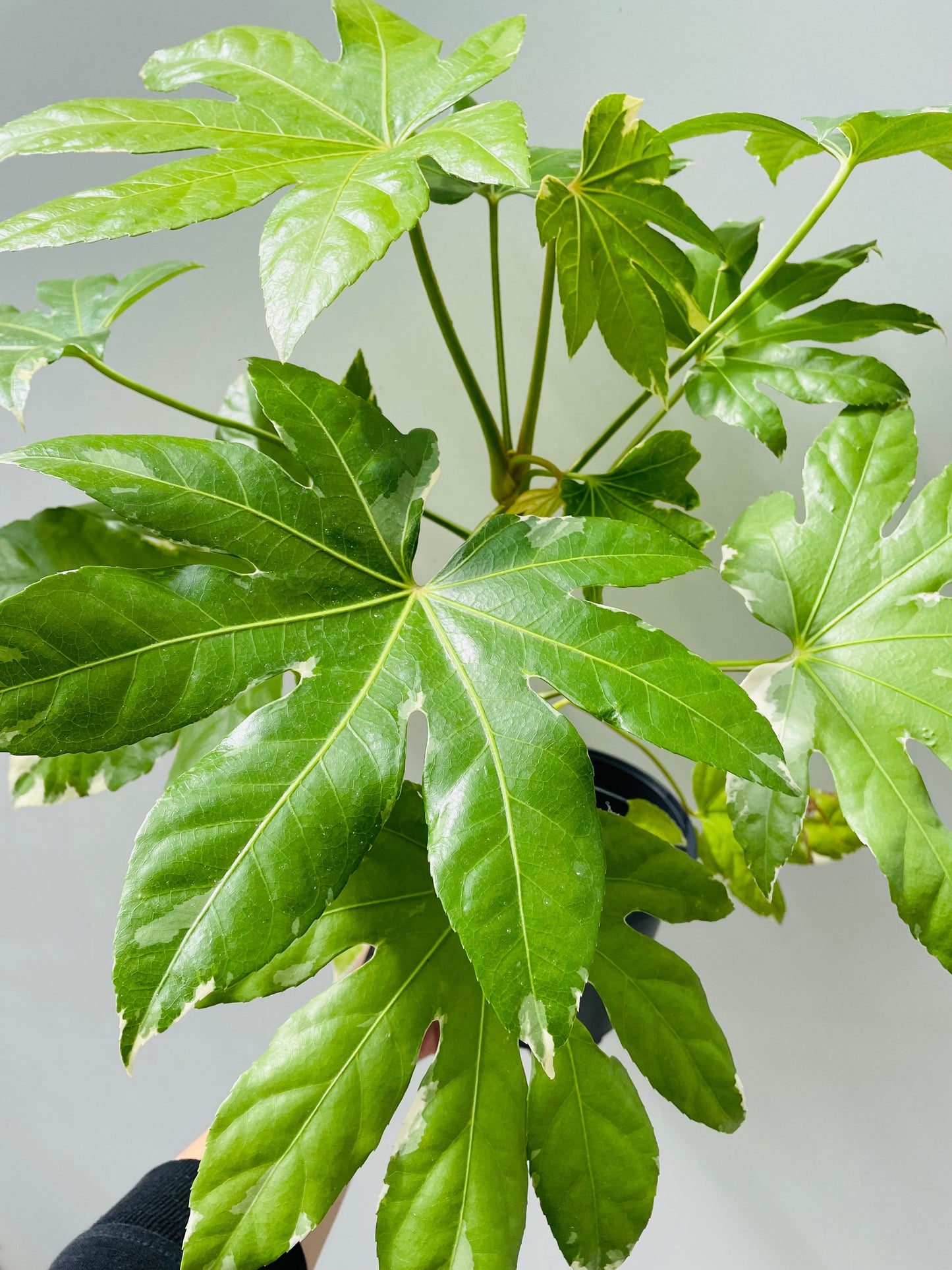 Bilde av Fatsia japonica variegata-Spanne Plantesalg