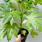 Bilde av Fatsia japonica variegata-Spanne Plantesalg