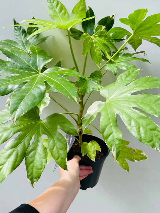 Bilde av Fatsia japonica variegata-Spanne Plantesalg