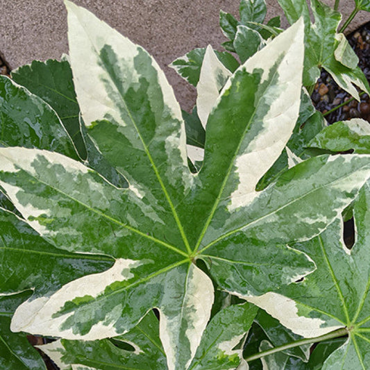 Bilde av Fatsia japonica 'Variegata'-Spanne Plantesalg