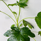 Bilde av FATSIA JAPONICA-Spanne Plantesalg