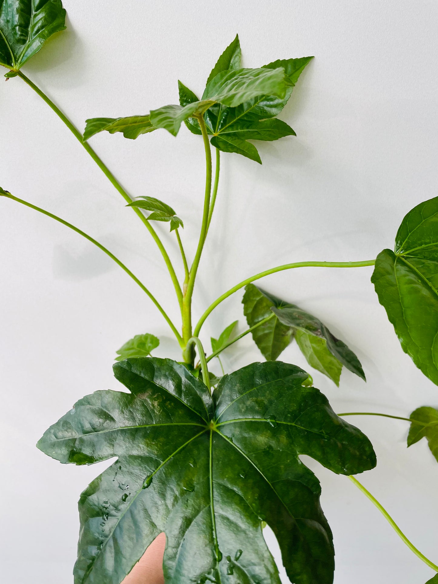 Bilde av FATSIA JAPONICA-Spanne Plantesalg