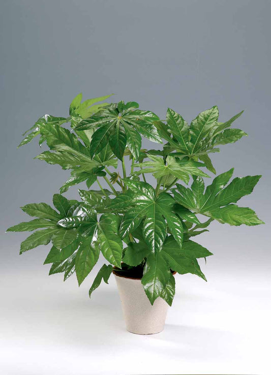 Bilde av Fatsia japonica-Spanne Plantesalg