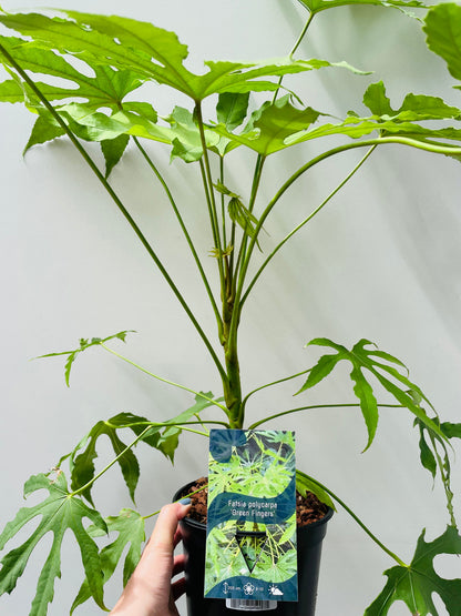 Bilde av Fatsia polycarpa ‘Green Finger’ 17 cm potte-Spanne Plantesalg