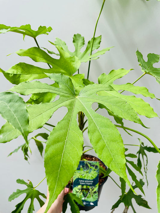 Bilde av Fatsia polycarpa ‘Green Finger’ 17 cm potte-Spanne Plantesalg