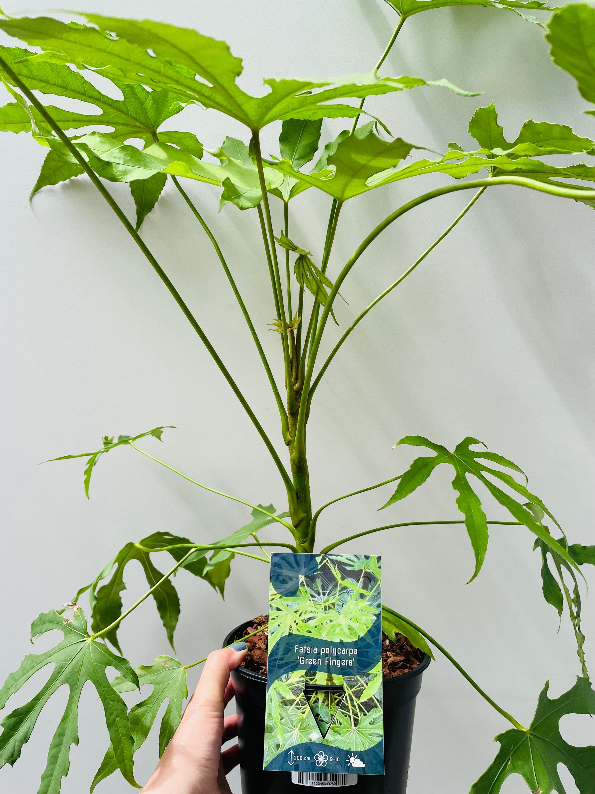 Bilde av Fatsia polycarpa ‘Green Finger’ 17 cm potte-Spanne Plantesalg