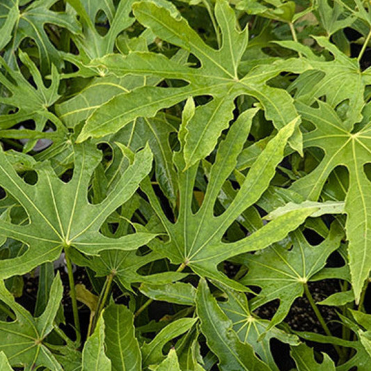 Bilde av Fatsia polycarpa 'Green Fingers'-Spanne Plantesalg
