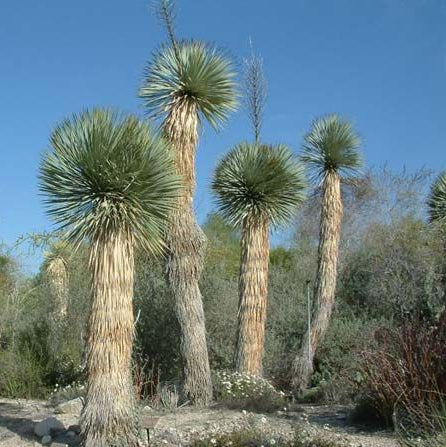 Bilde av Yucca rostrata-Spanne Plantesalg