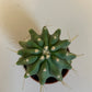 Bilde av Ferocactus Glaucescends Intermis-Spanne Plantesalg