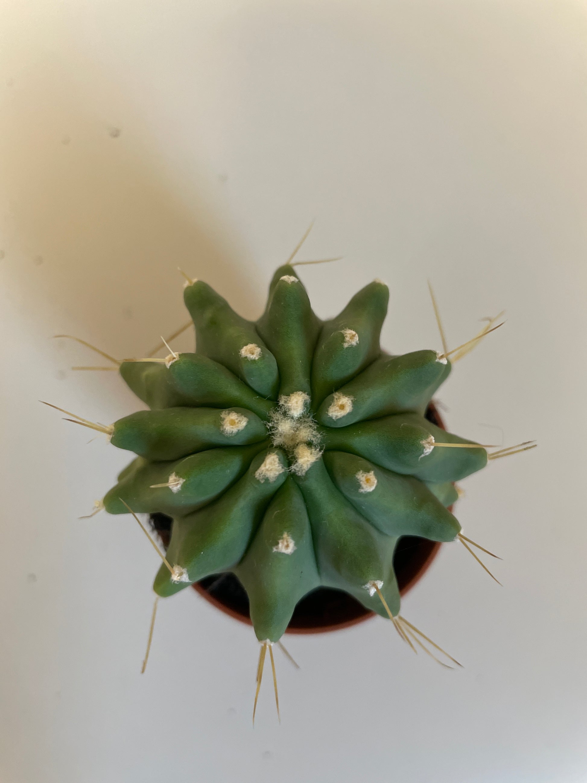 Bilde av Ferocactus Glaucescends Intermis-Spanne Plantesalg