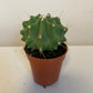 Bilde av Ferocactus Glaucescends Intermis-Spanne Plantesalg