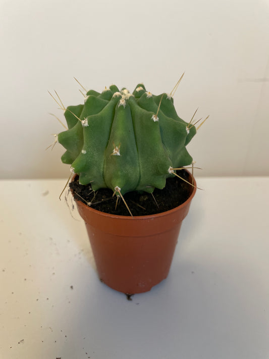 Bilde av Ferocactus Glaucescends Intermis-Spanne Plantesalg
