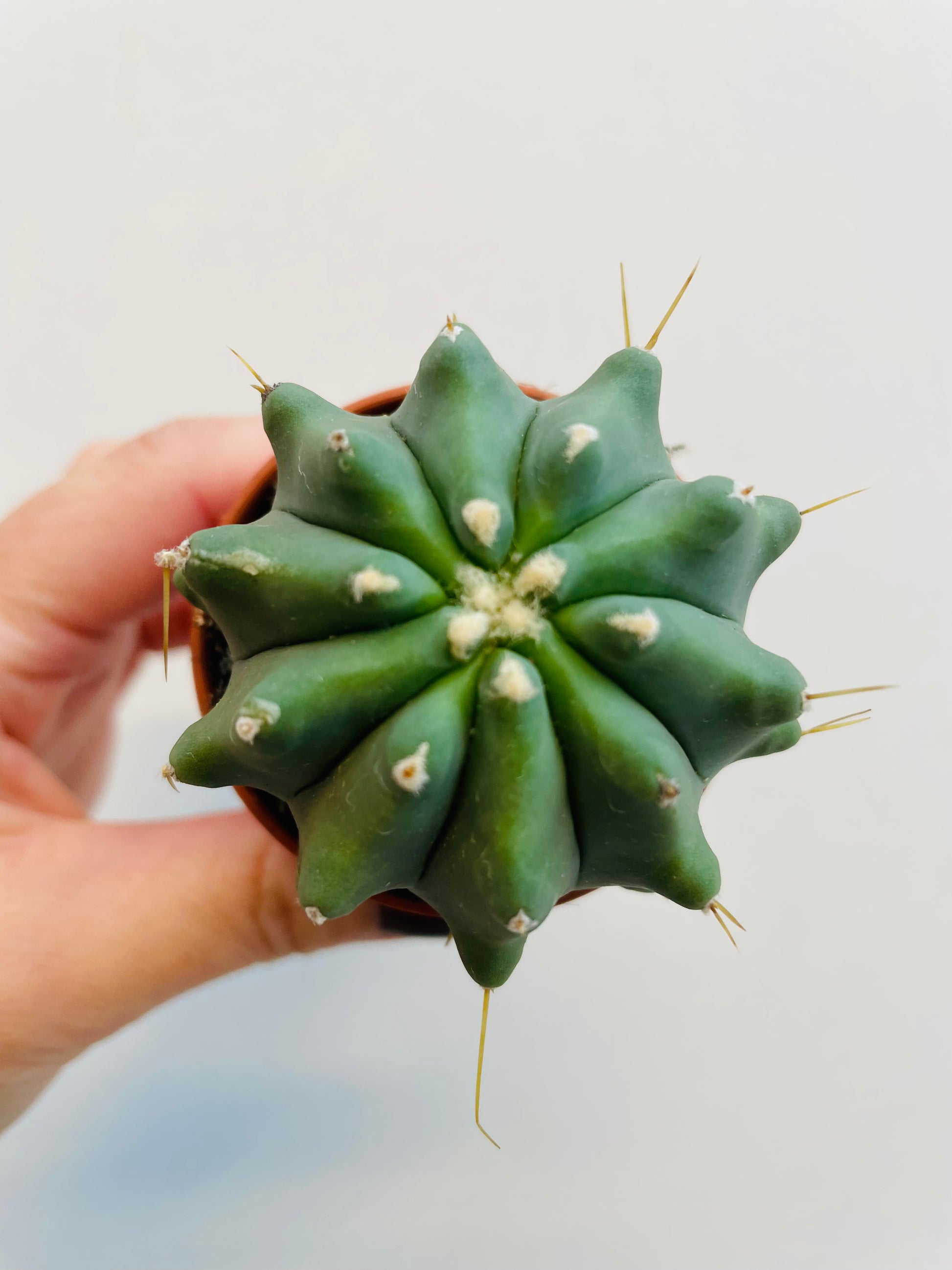 Bilde av Ferocactus glaucescens inermis-Spanne Plantesalg