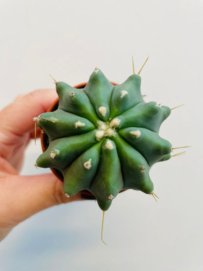 Bilde av Ferocactus glaucescens inermis-Spanne Plantesalg