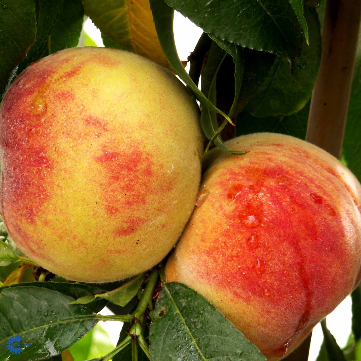 Bilde av Fersken 'Frost'-Spanne Plantesalg