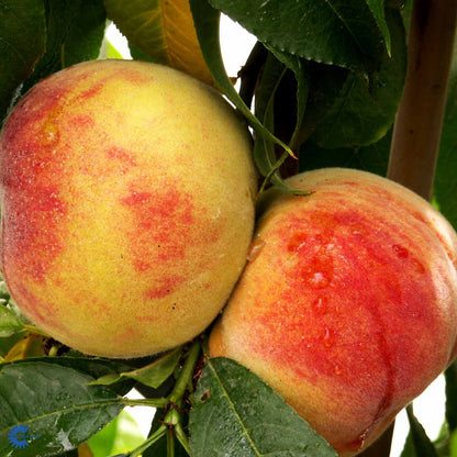 Bilde av Fersken ' Frost'-Spanne Plantesalg
