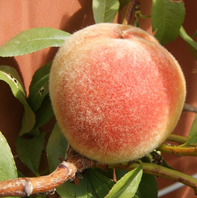 Bilde av Fersken 'Frost'-Spanne Plantesalg