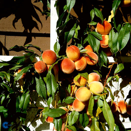 Bilde av Fersken 'Frost'-Spanne Plantesalg