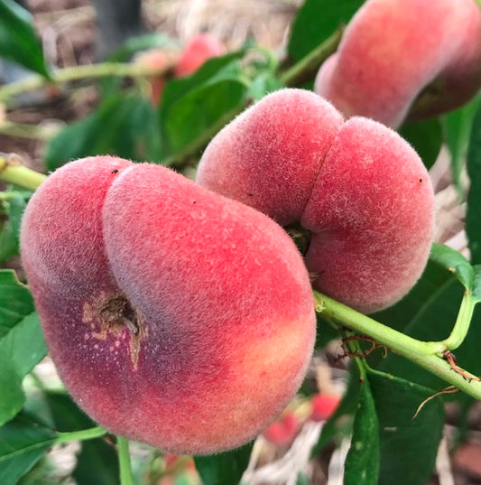 Bilde av Fersken 'Fruit Me® Peach Me Donut'-Spanne Plantesalg