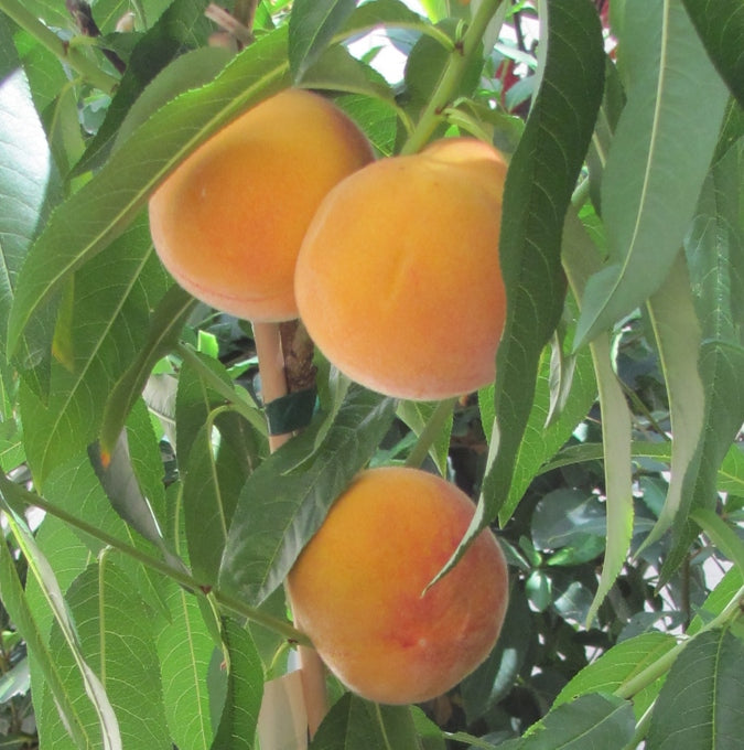 Bilde av Fersken 'Fruit Me® Peach Me Yellow'-Spanne Plantesalg
