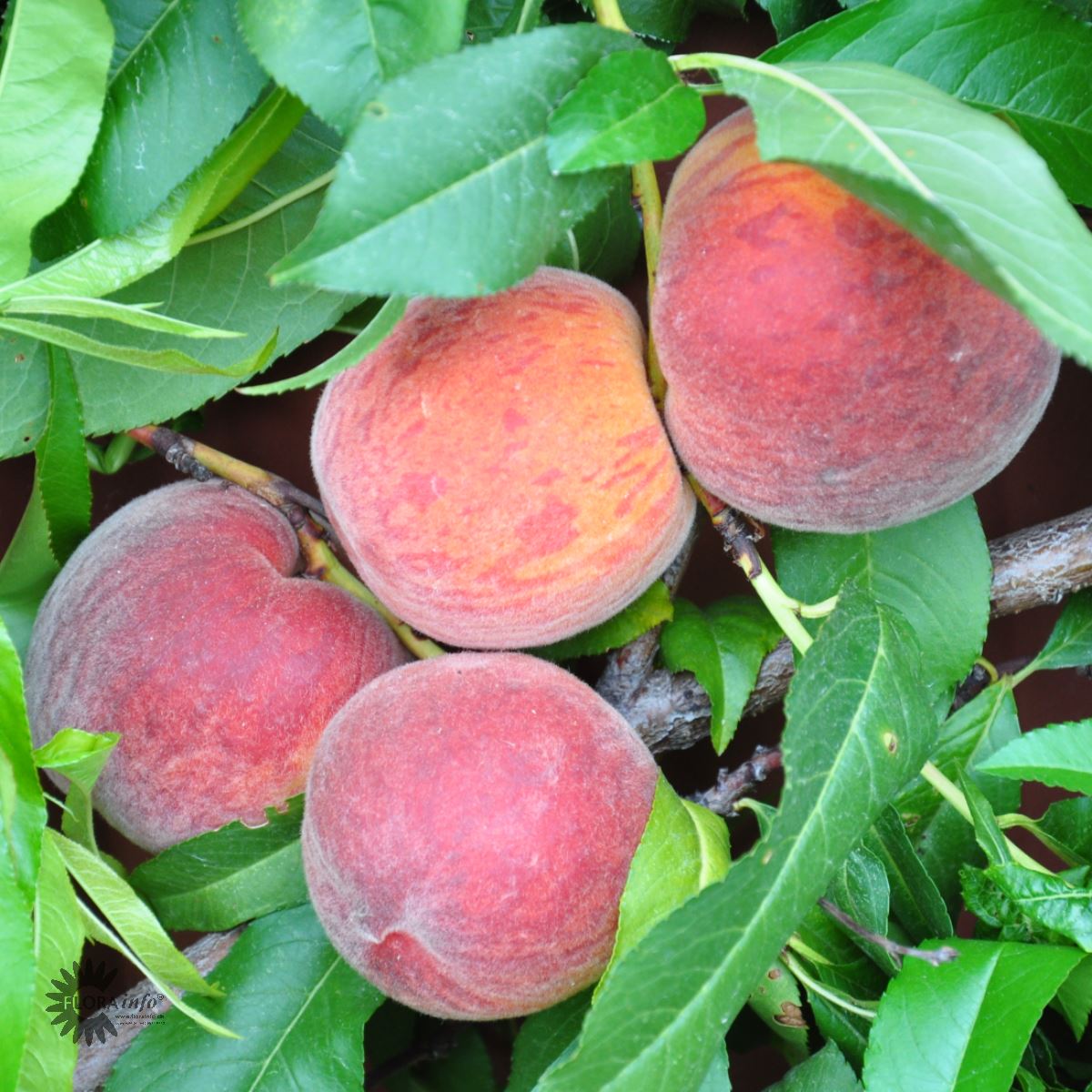 Bilde av Fersken Prunus persica 'Grazia'-Spanne Plantesalg