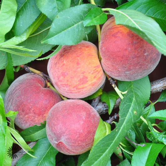 Bilde av Fersken Prunus persica 'Grazia'-Spanne Plantesalg