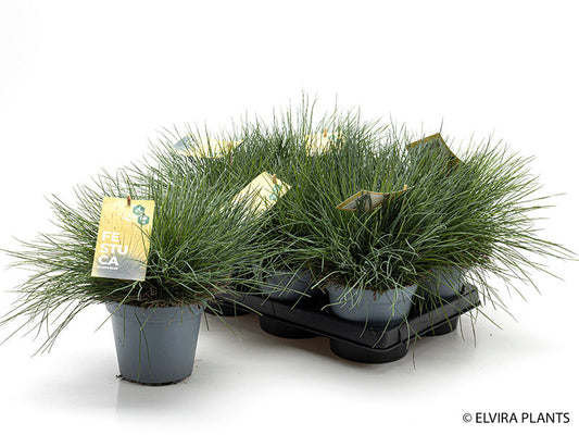 Bilde av FESTUCA CIN.'GLAUCA'-Spanne Plantesalg