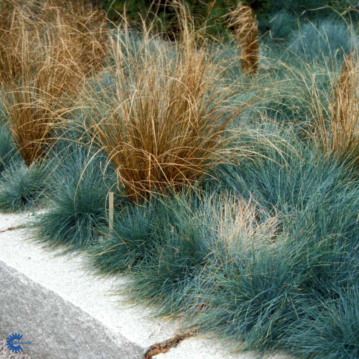 Bilde av Festuca glauca-Spanne Plantesalg