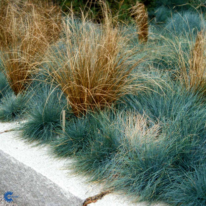 Bilde av Festuca glauca-Spanne Plantesalg