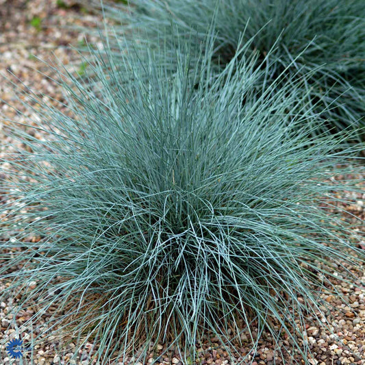Bilde av Festuca glauca 'Elijah Blue'-Spanne Plantesalg