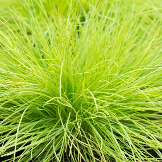 Bilde av Festuca glauca 'Golden Toupee'-Spanne Plantesalg