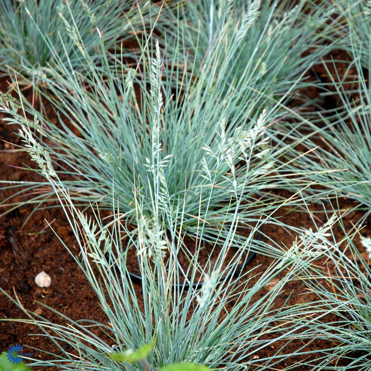 Bilde av Festuca glauca-Spanne Plantesalg
