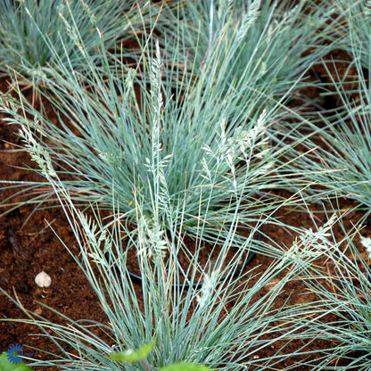 Bilde av Festuca glauca-Spanne Plantesalg