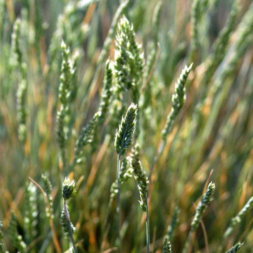 Bilde av Festuca ovina-Spanne Plantesalg