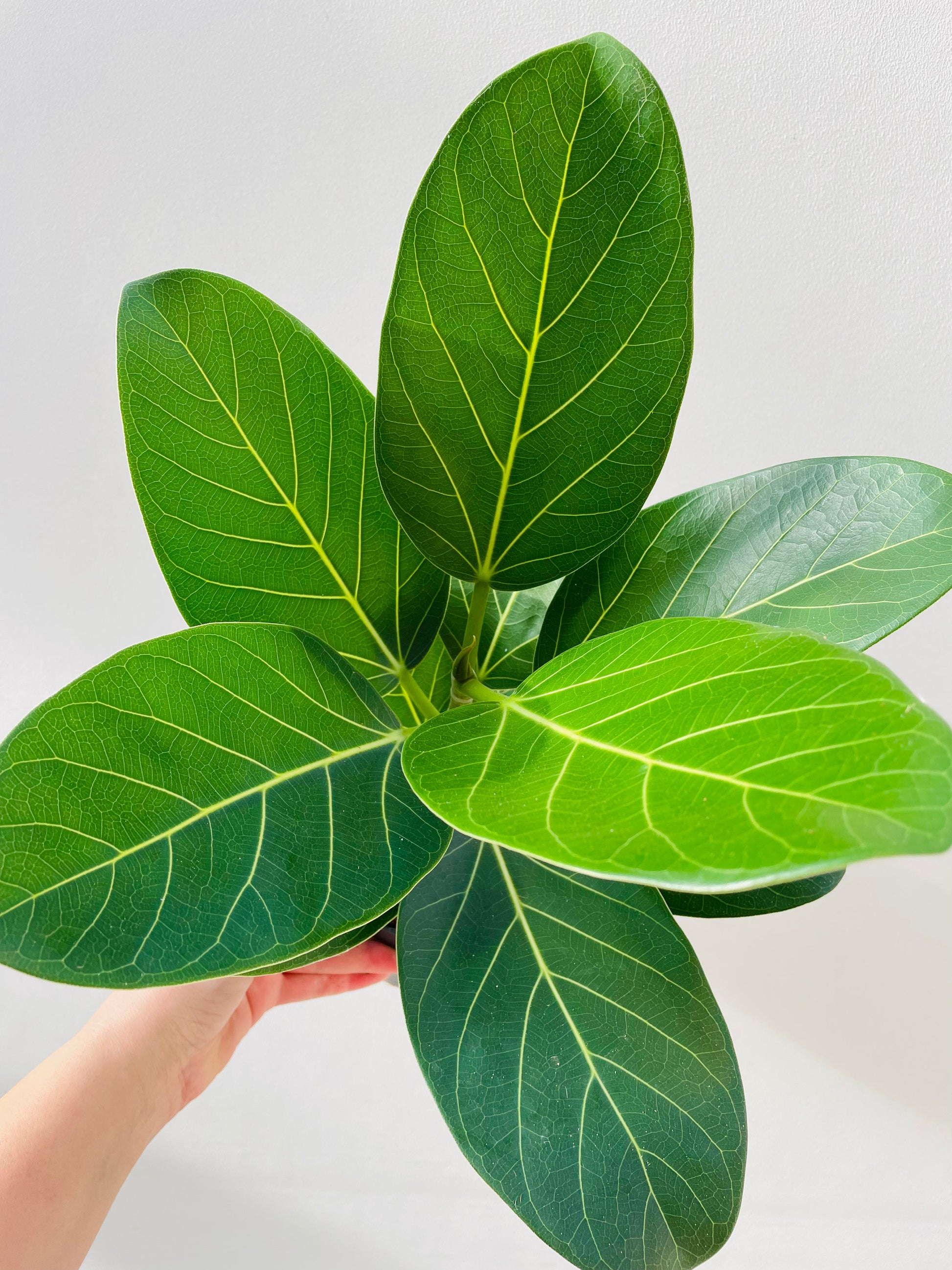 Bilde av Ficus benghalensis ‘Audrey’-Spanne Plantesalg