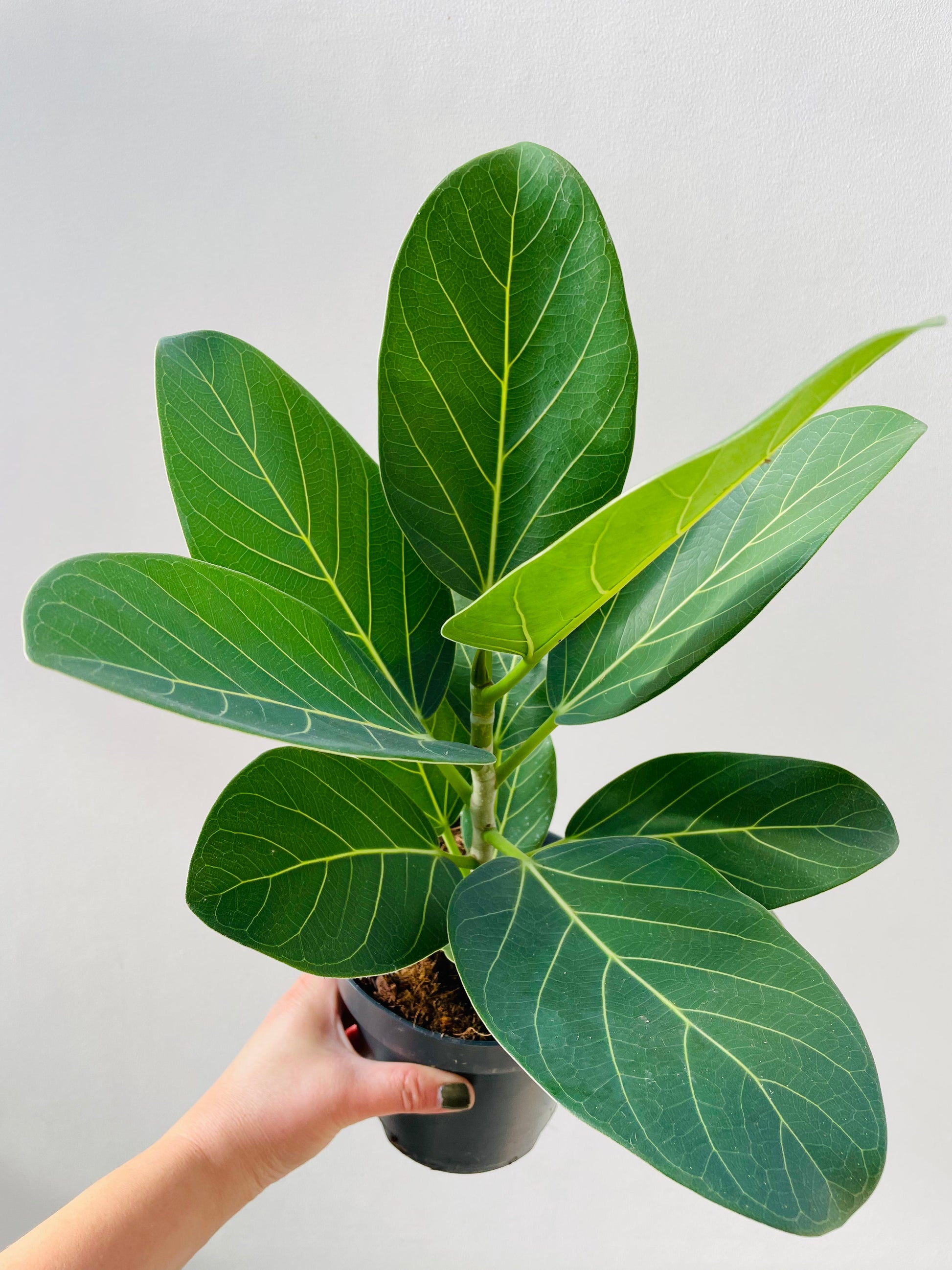 Bilde av Ficus benghalensis ‘Audrey’-Spanne Plantesalg