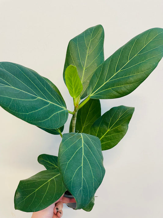 Bilde av Ficus benghalensis ‘Audrey’-Spanne Plantesalg