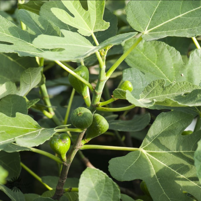 Bilde av Ficus carica 'Brown Turkey'-Spanne Plantesalg