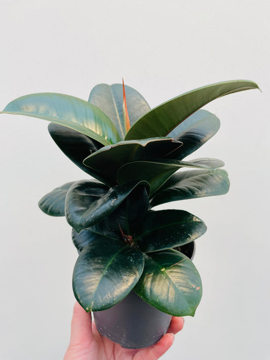 Bilde av Ficus elastica ‘Sofia’-Spanne Plantesalg