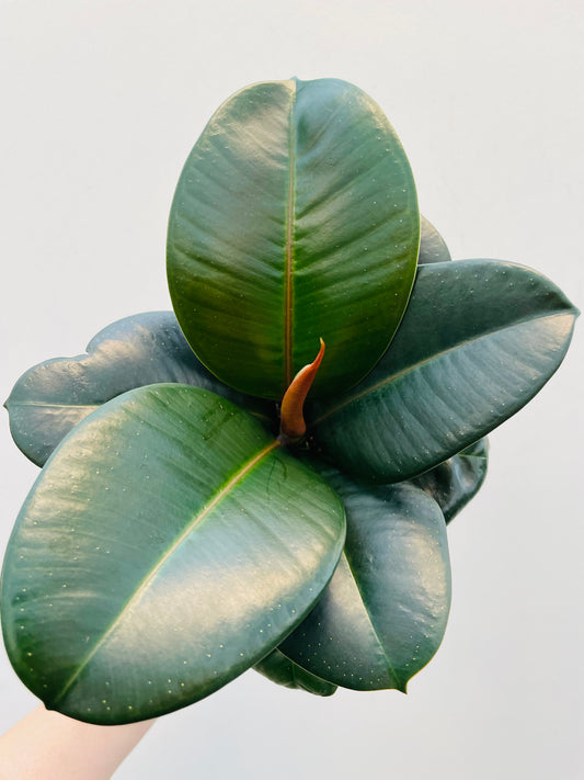 Bilde av Ficus elastica ‘Sofia’-Spanne Plantesalg