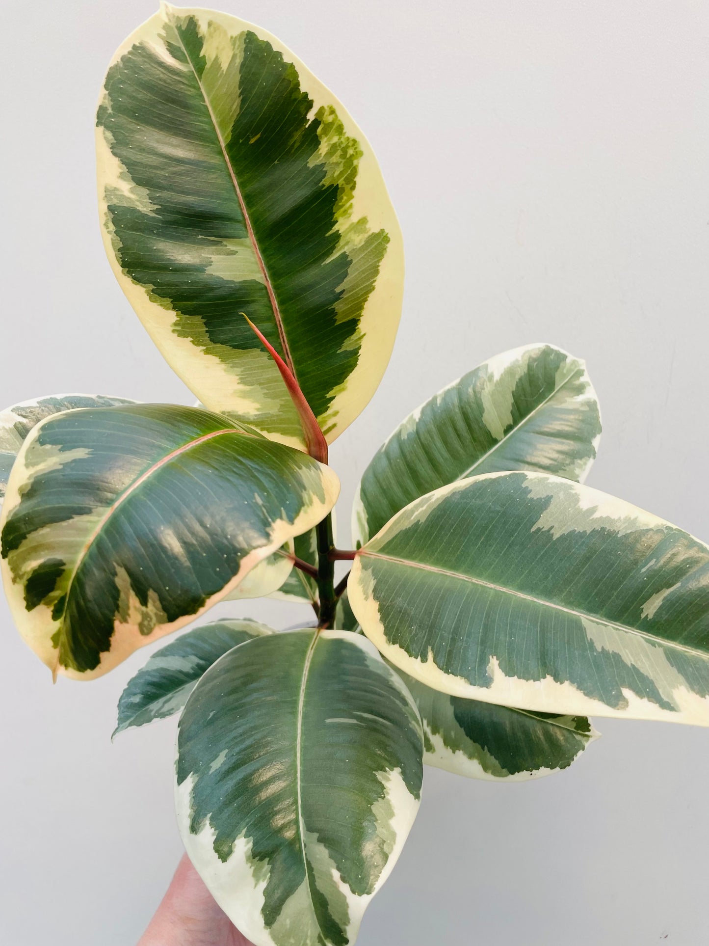 Bilde av Ficus elastica ‘Tineke’-Spanne Plantesalg