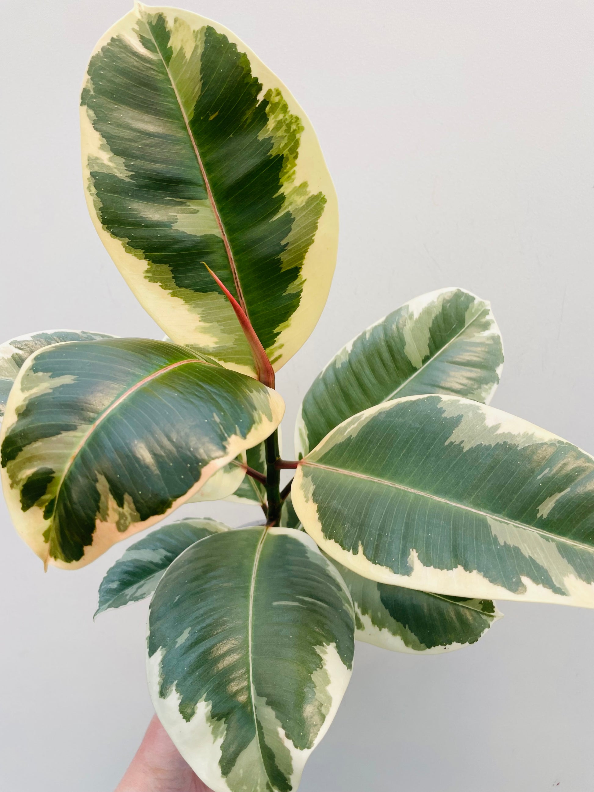 Bilde av Ficus elastica ‘Tineke’-Spanne Plantesalg