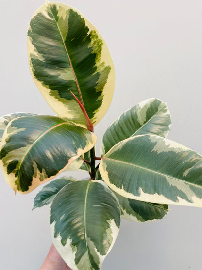 Bilde av Ficus elastica ‘Tineke’-Spanne Plantesalg