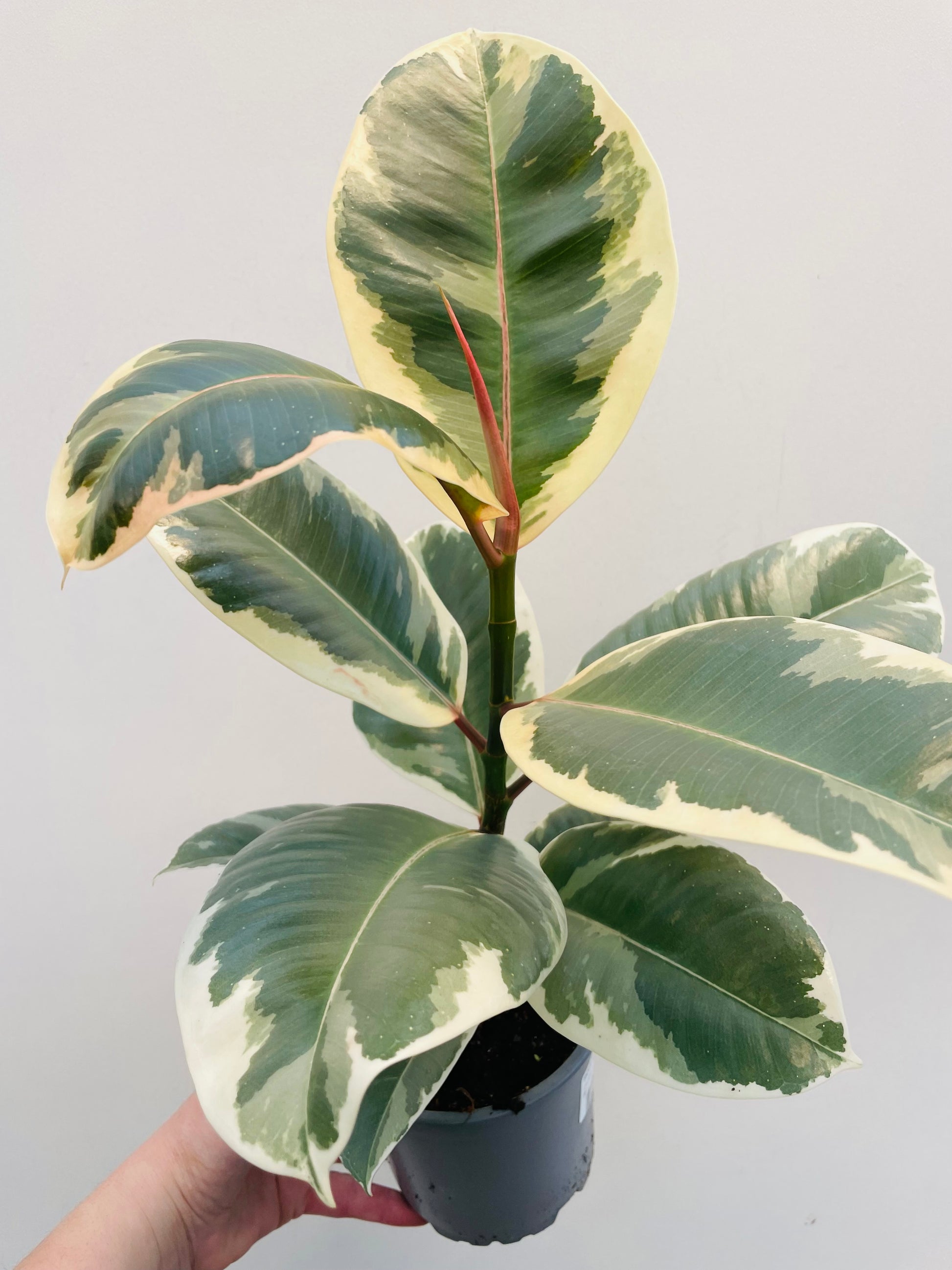 Bilde av Ficus elastica ‘Tineke’-Spanne Plantesalg